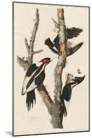 Ivory-billed Woodpecker, 1829-John James Audubon-Mounted Giclee Print