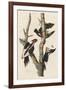 Ivory-billed Woodpecker, 1829-John James Audubon-Framed Giclee Print