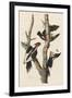 Ivory-billed Woodpecker, 1829-John James Audubon-Framed Giclee Print