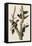 Ivory-billed Woodpecker, 1829-John James Audubon-Framed Stretched Canvas