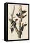 Ivory-billed Woodpecker, 1829-John James Audubon-Framed Stretched Canvas