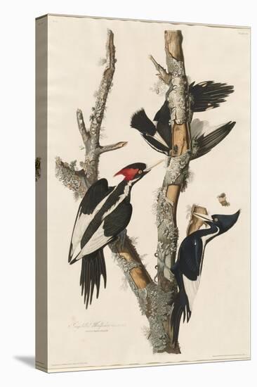 Ivory-billed Woodpecker, 1829-John James Audubon-Stretched Canvas