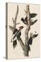 Ivory-billed Woodpecker, 1829-John James Audubon-Stretched Canvas