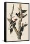 Ivory-billed Woodpecker, 1829-John James Audubon-Framed Stretched Canvas