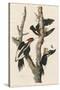 Ivory-billed Woodpecker, 1829-John James Audubon-Stretched Canvas