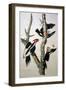 Ivory-Billed Woodpecker, from "Birds of America," 1829-John James Audubon-Framed Giclee Print