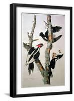 Ivory-Billed Woodpecker, from "Birds of America," 1829-John James Audubon-Framed Giclee Print