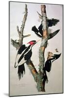 Ivory-Billed Woodpecker, from "Birds of America," 1829-John James Audubon-Mounted Giclee Print