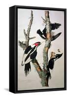 Ivory-Billed Woodpecker, from "Birds of America," 1829-John James Audubon-Framed Stretched Canvas