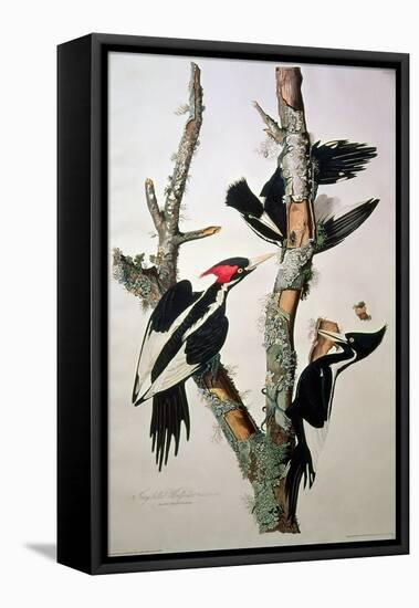 Ivory-Billed Woodpecker, from "Birds of America," 1829-John James Audubon-Framed Stretched Canvas