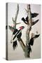 Ivory-Billed Woodpecker, from "Birds of America," 1829-John James Audubon-Stretched Canvas