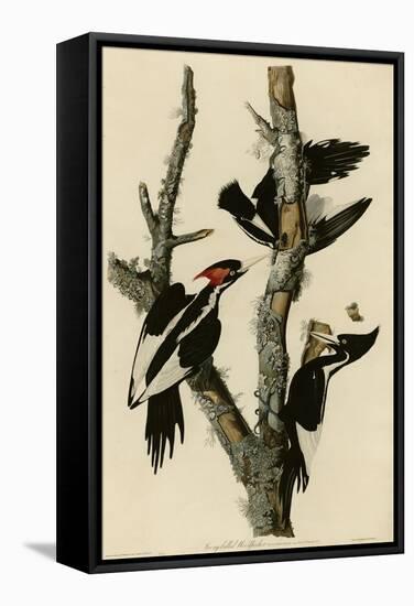 Ivory Billed Woodpecker-null-Framed Stretched Canvas