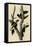 Ivory Billed Woodpecker-null-Framed Stretched Canvas