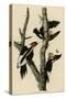 Ivory Billed Woodpecker-null-Stretched Canvas