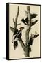 Ivory Billed Woodpecker-null-Framed Stretched Canvas