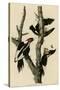 Ivory Billed Woodpecker-null-Stretched Canvas
