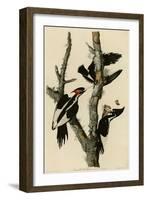 Ivory Billed Woodpecker-null-Framed Giclee Print