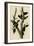 Ivory Billed Woodpecker-null-Framed Giclee Print