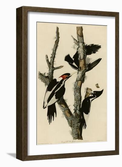 Ivory Billed Woodpecker-null-Framed Giclee Print