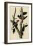 Ivory Billed Woodpecker-null-Framed Giclee Print