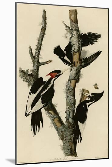 Ivory Billed Woodpecker-null-Mounted Giclee Print