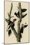 Ivory Billed Woodpecker-null-Mounted Giclee Print