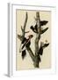 Ivory Billed Woodpecker-null-Framed Giclee Print