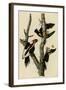 Ivory Billed Woodpecker-null-Framed Giclee Print