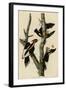 Ivory Billed Woodpecker-null-Framed Giclee Print