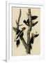 Ivory Billed Woodpecker-null-Framed Giclee Print