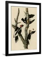 Ivory Billed Woodpecker-null-Framed Giclee Print