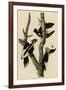 Ivory Billed Woodpecker-null-Framed Giclee Print