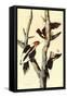 Ivory-Billed Woodpecker-John James Audubon-Framed Stretched Canvas