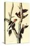 Ivory-Billed Woodpecker-John James Audubon-Stretched Canvas