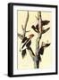Ivory-Billed Woodpecker-John James Audubon-Framed Art Print