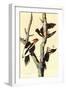 Ivory-Billed Woodpecker-John James Audubon-Framed Art Print