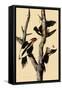 Ivory-Billed Woodpecker-John James Audubon-Framed Stretched Canvas