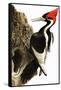 Ivory-Billed Woodpecker-null-Framed Stretched Canvas