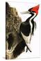 Ivory-Billed Woodpecker-null-Stretched Canvas