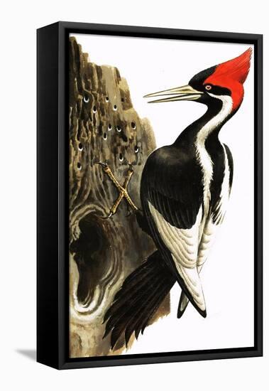 Ivory-Billed Woodpecker-null-Framed Stretched Canvas
