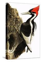 Ivory-Billed Woodpecker-null-Stretched Canvas
