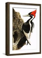 Ivory-Billed Woodpecker-null-Framed Giclee Print