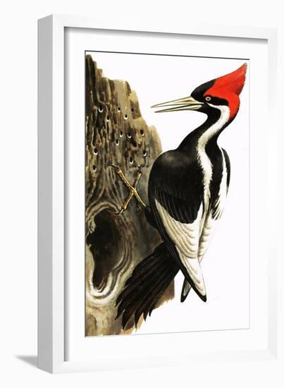 Ivory-Billed Woodpecker-null-Framed Giclee Print