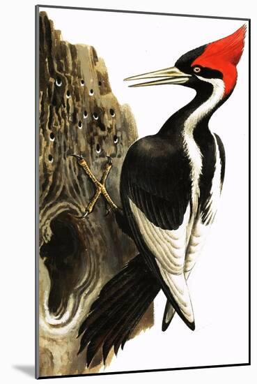 Ivory-Billed Woodpecker-null-Mounted Giclee Print