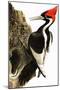 Ivory-Billed Woodpecker-null-Mounted Giclee Print