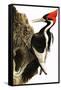 Ivory-Billed Woodpecker-null-Framed Stretched Canvas