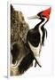 Ivory-Billed Woodpecker-null-Framed Giclee Print