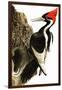 Ivory-Billed Woodpecker-null-Framed Giclee Print