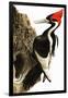 Ivory-Billed Woodpecker-null-Framed Giclee Print