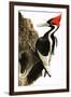 Ivory-Billed Woodpecker-null-Framed Giclee Print